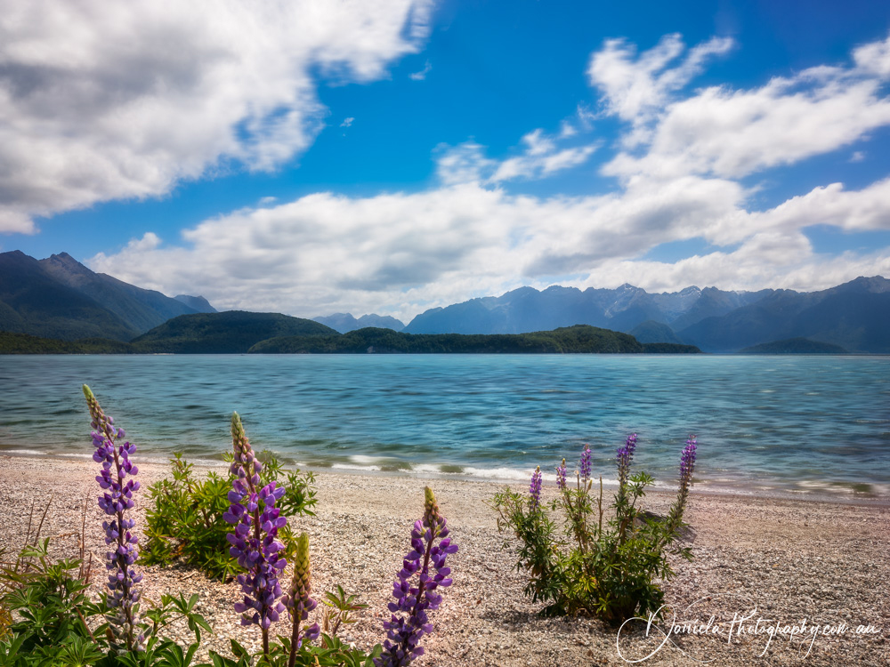 Lake Manapouri  Purple lupine flowers on the lakeshore